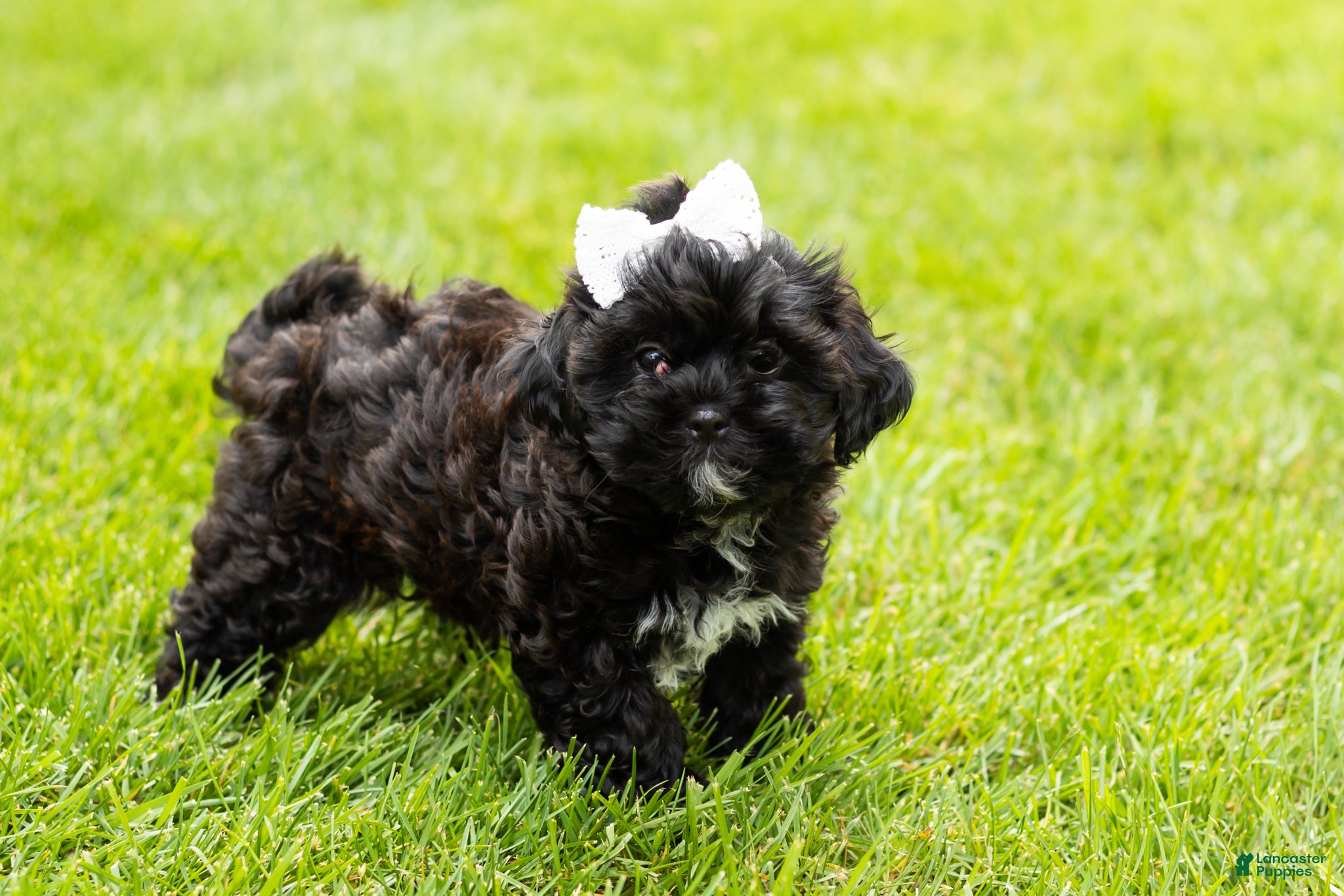 Shihpoo dogs Irma  - Ad 29
