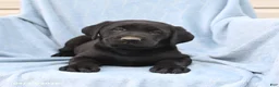Labrador Retriever dogs for sale: Peter - Ad 1