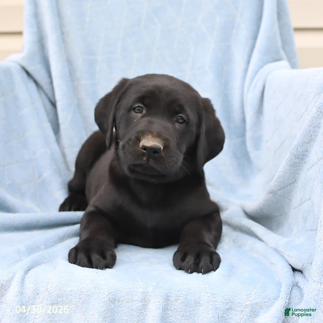 Labrador Retriever dogs for sale: Peter - Ad 1