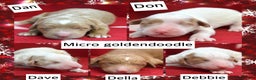 Mini Goldendoodle dogs for sale: Micro Goldendoodle Puppy 1 Don - Ad 3