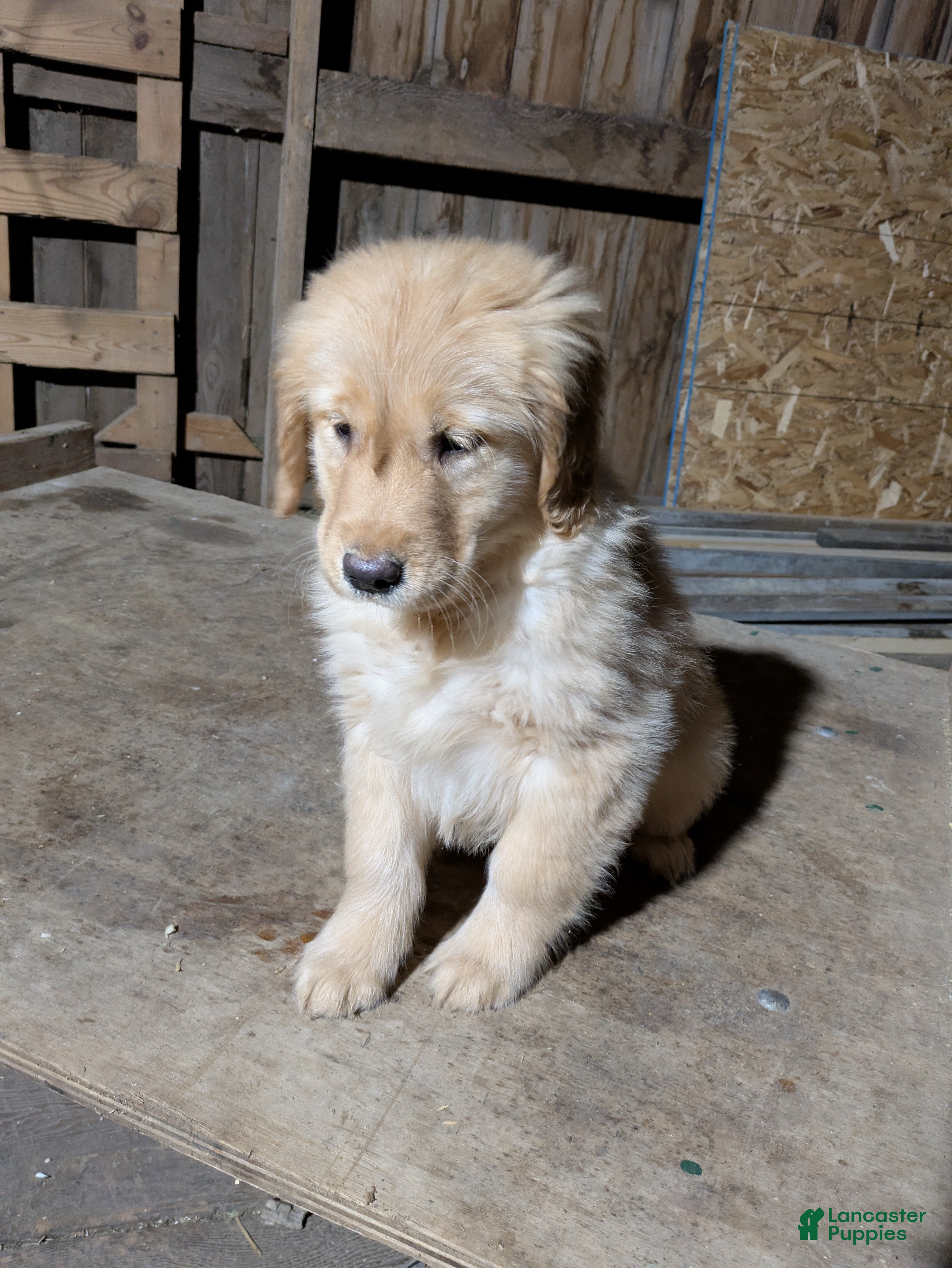 Golden Retriever dogs for sale: Roxy - Ad 3