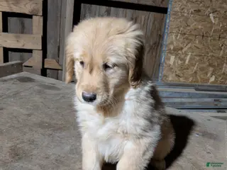 Golden Retriever dogs Roxy - Ad 33