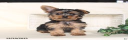 Yorkshire Terrier dogs for sale: Bohdi - Ad 4