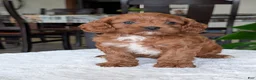 Cavapoo dogs for sale: Kody - Ad 5
