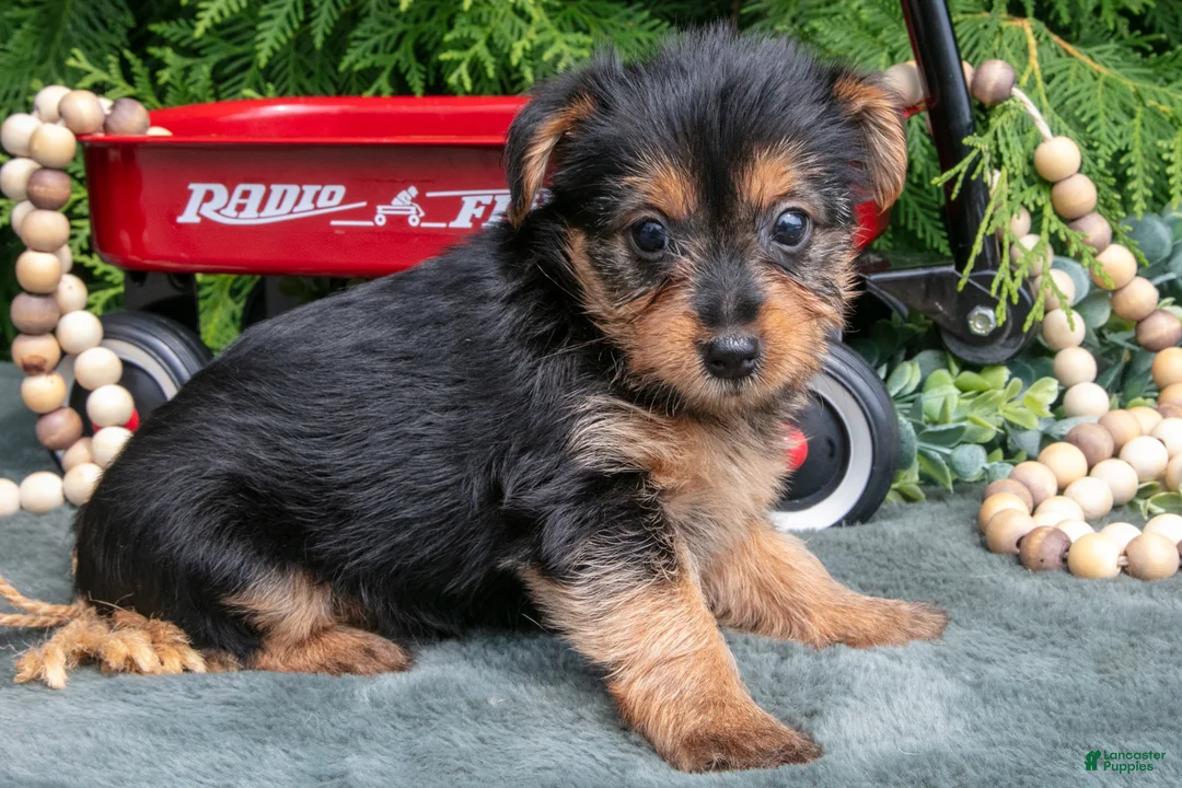 Yorkshire Terrier dogs for sale: Pansy - Ad 3