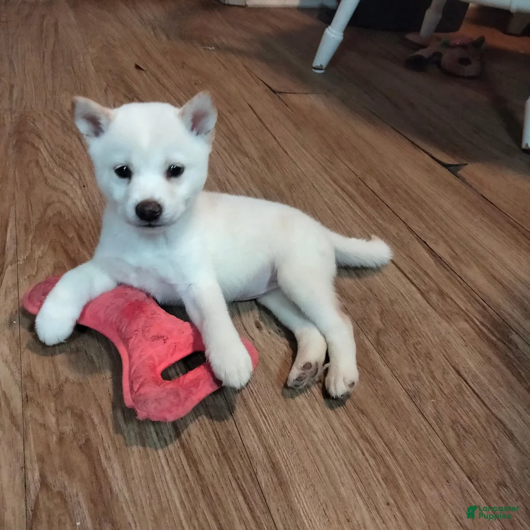 Shiba Inu dogs for sale: Tommy - Ad 1