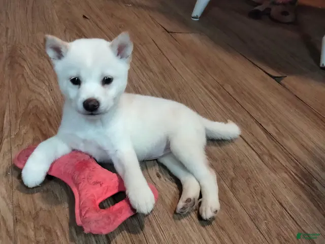 Shiba Inu dogs for sale: Tommy - Ad 1