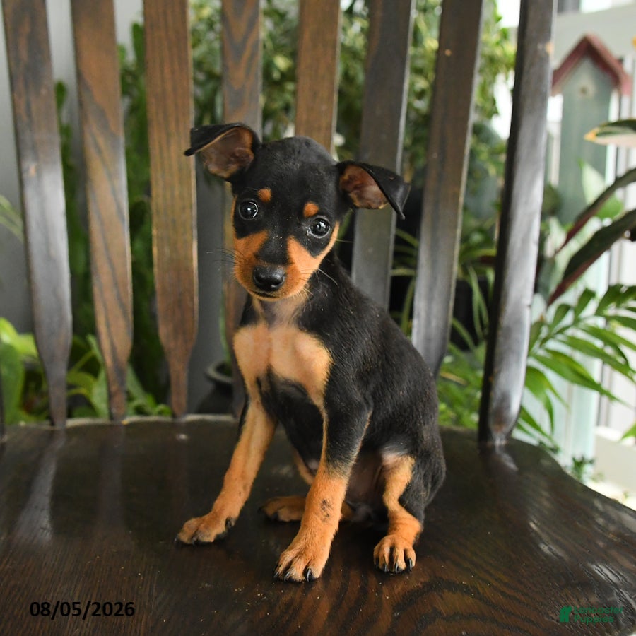Miniature Pinscher dogs Effie - Ad 2