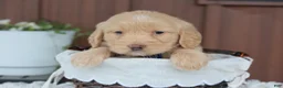 Miniature Golden Retriever dogs for sale: Miniature Golden Retriever Puppy 6 - Ad 3