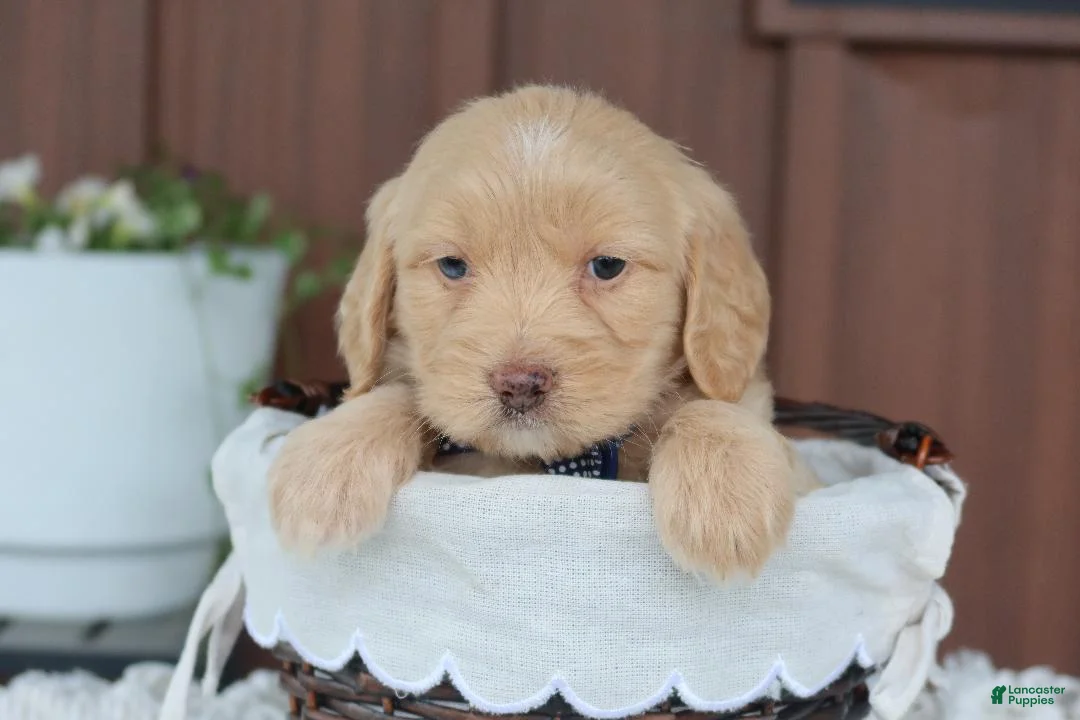 Miniature Golden Retriever dogs for sale: Miniature Golden Retriever Puppy 6 - Ad 3