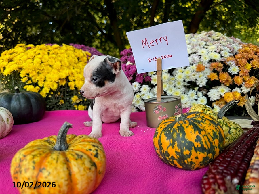 Chihuahua dogs Merry - Ad 2