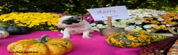 Chihuahua dogs for sale: Merry - Ad 2