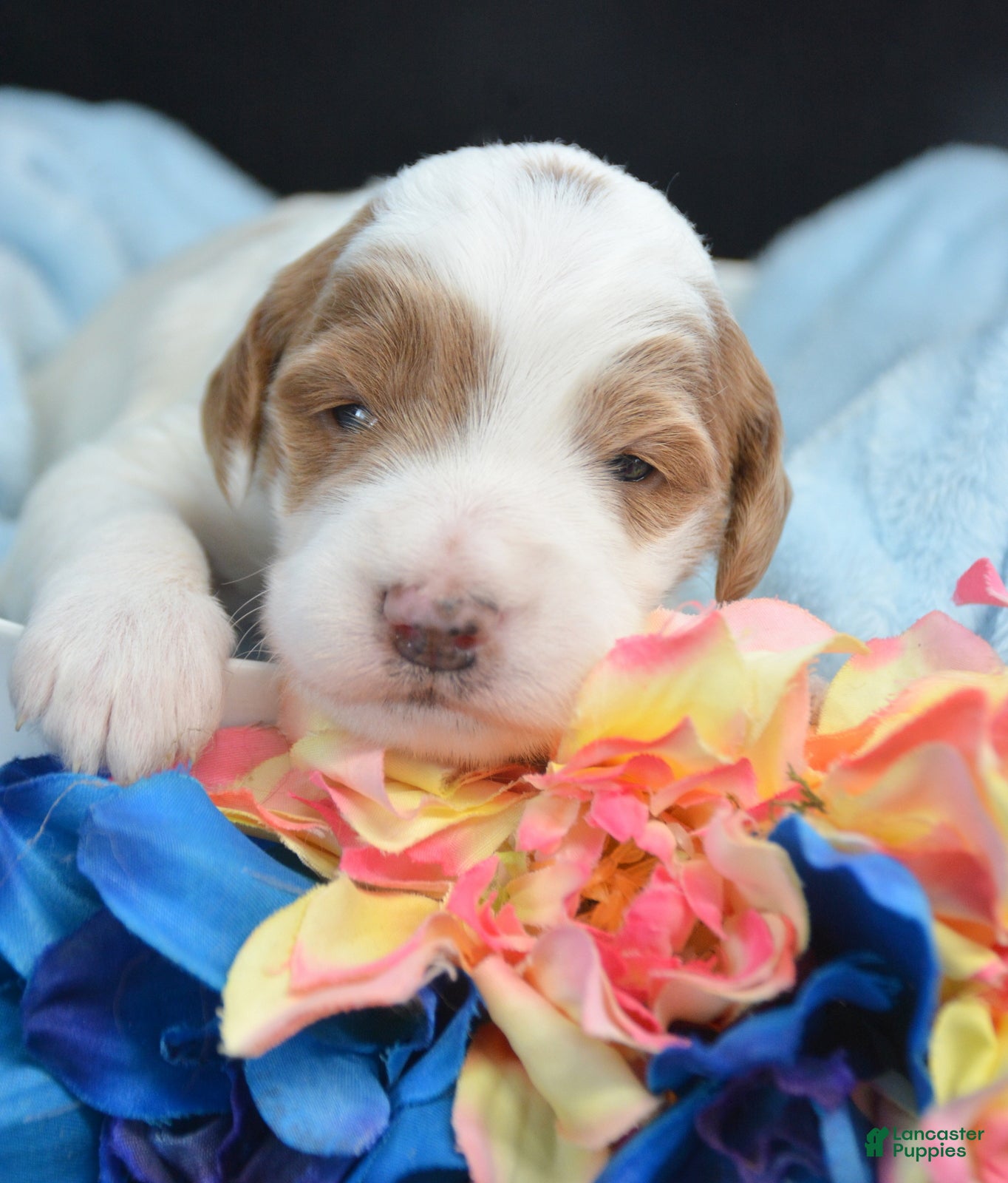 Mini Goldendoodle dogs Micro Goldendoodle Puppy 2 Don - Ad 22