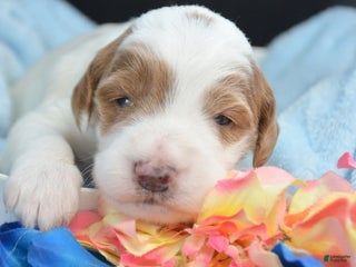 Mini Goldendoodle dogs Micro Goldendoodle Puppy 2 Don - Ad 22