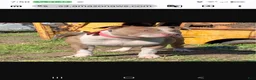 American Bully dogs for sale: American Bully 2 - Ad 2
