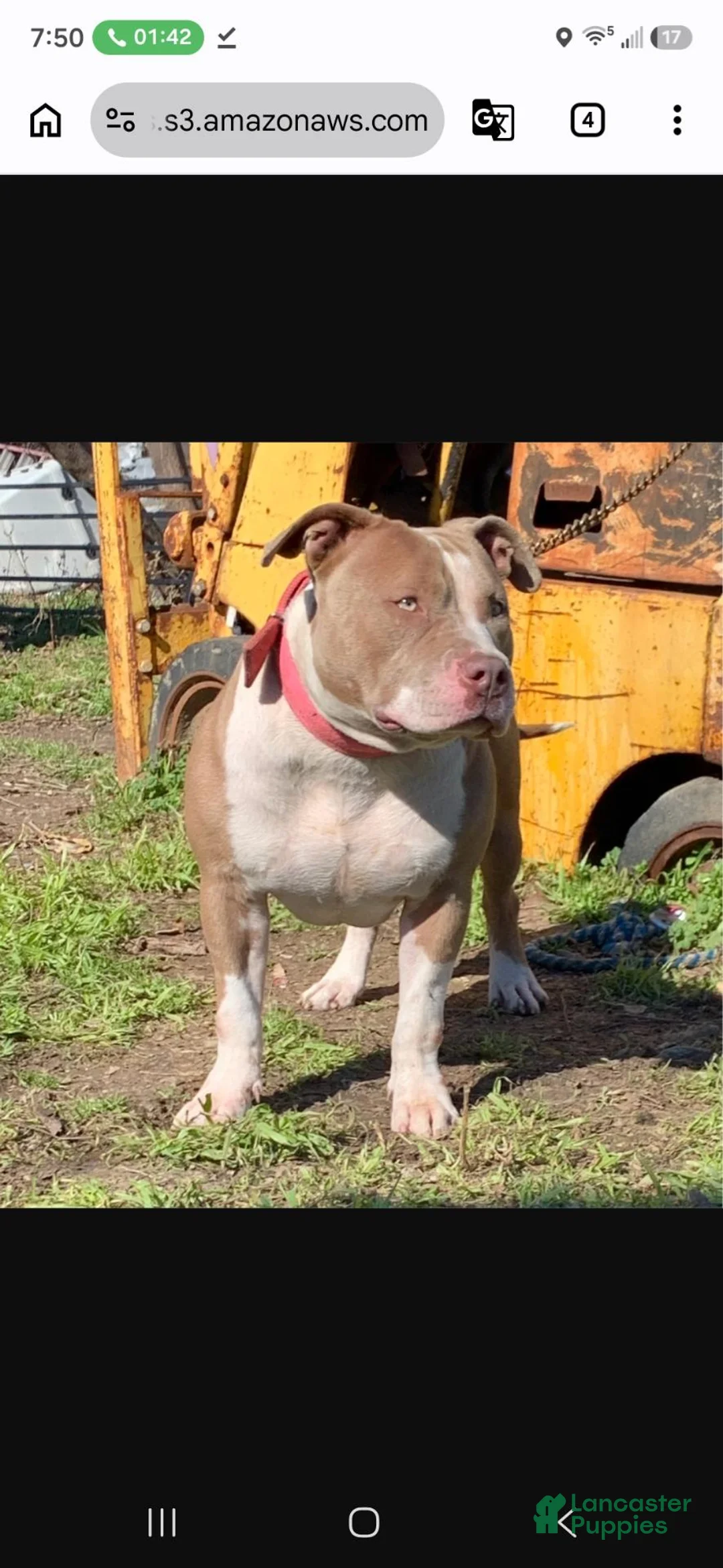 American Bully dogs for sale: American Bully 2 - Ad 2