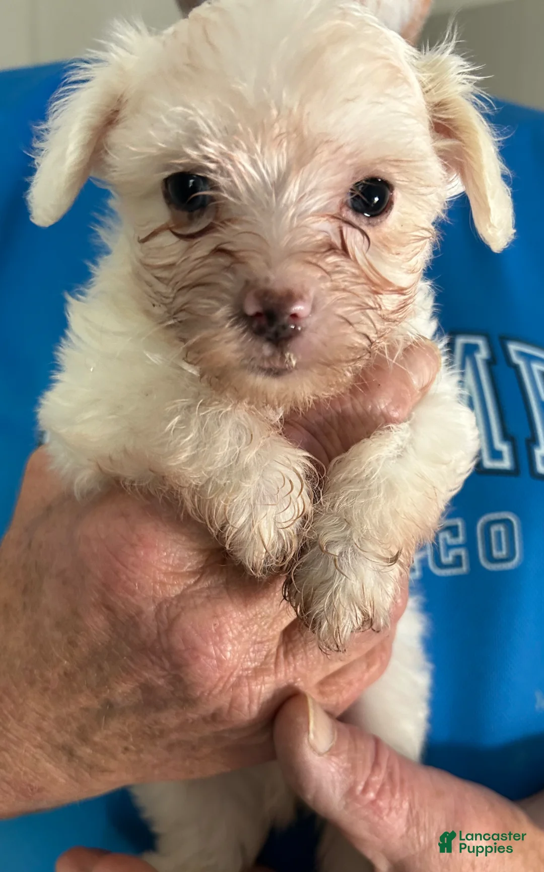 Maltipoo dogs for sale: Maltipoo Puppy 2 - Ad 2