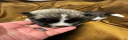 Akita dogs for sale: Nova - Ad 3