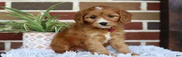 Cavapoo dogs for sale: Honey - Ad 6