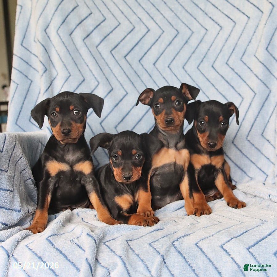 Miniature Pinscher dogs Peanut  - Ad 2