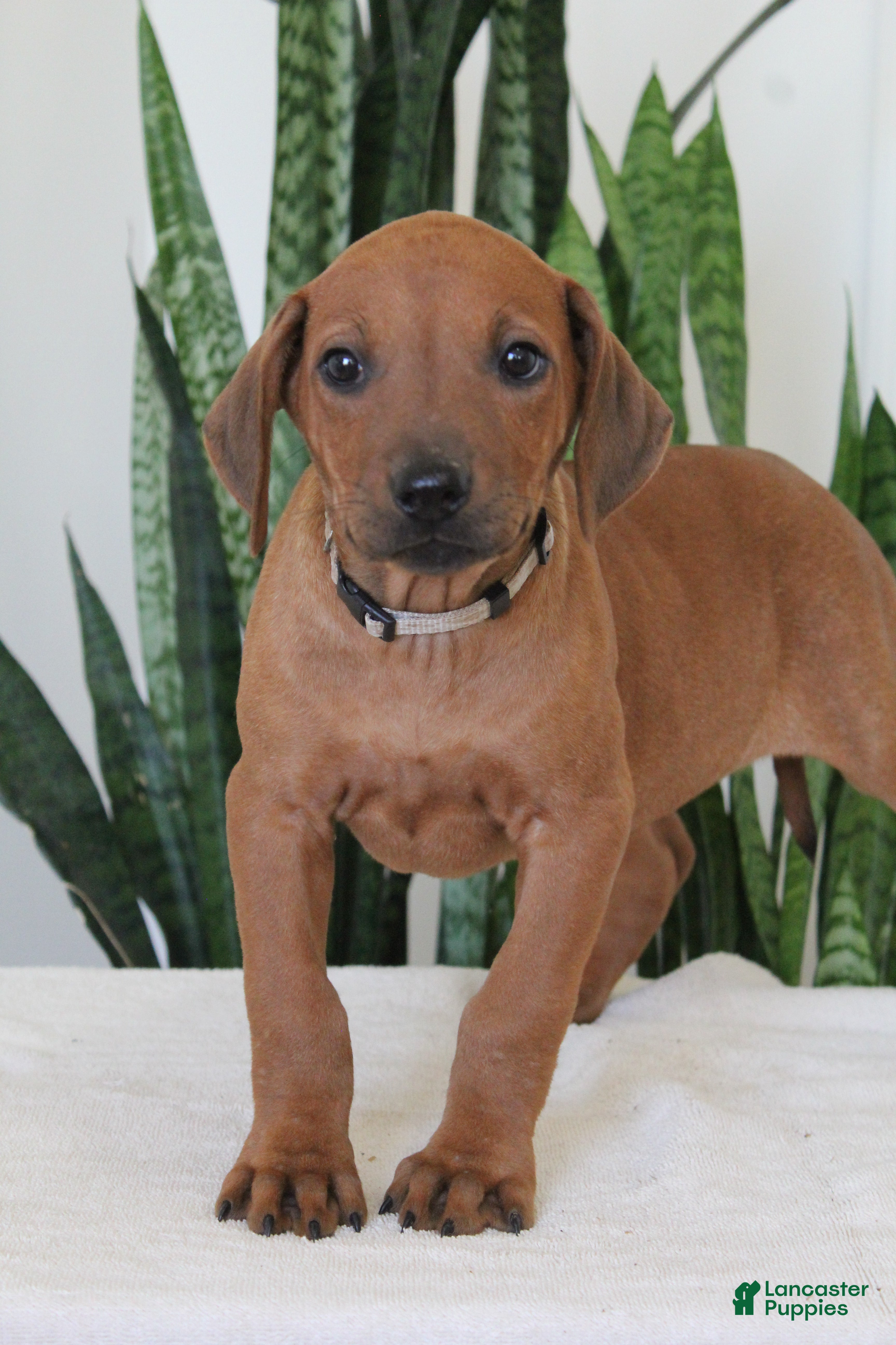 Rhodesian Ridgeback dogs Rhodesian Ridgeback Puppy 7 - Ad 6