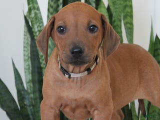 Rhodesian Ridgeback dogs Rhodesian Ridgeback Puppy 7 - Ad 12