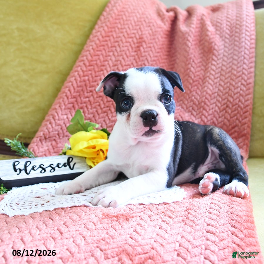Boston Terrier dogs Ashton - Ad 2