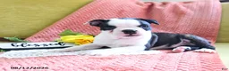 Boston Terrier dogs for sale: Ashton - Ad 2