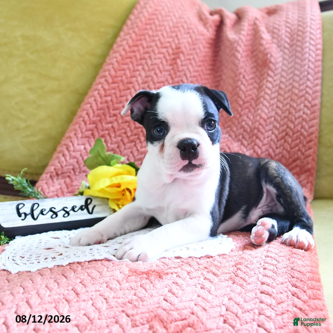 Boston Terrier dogs for sale: Ashton - Ad 2