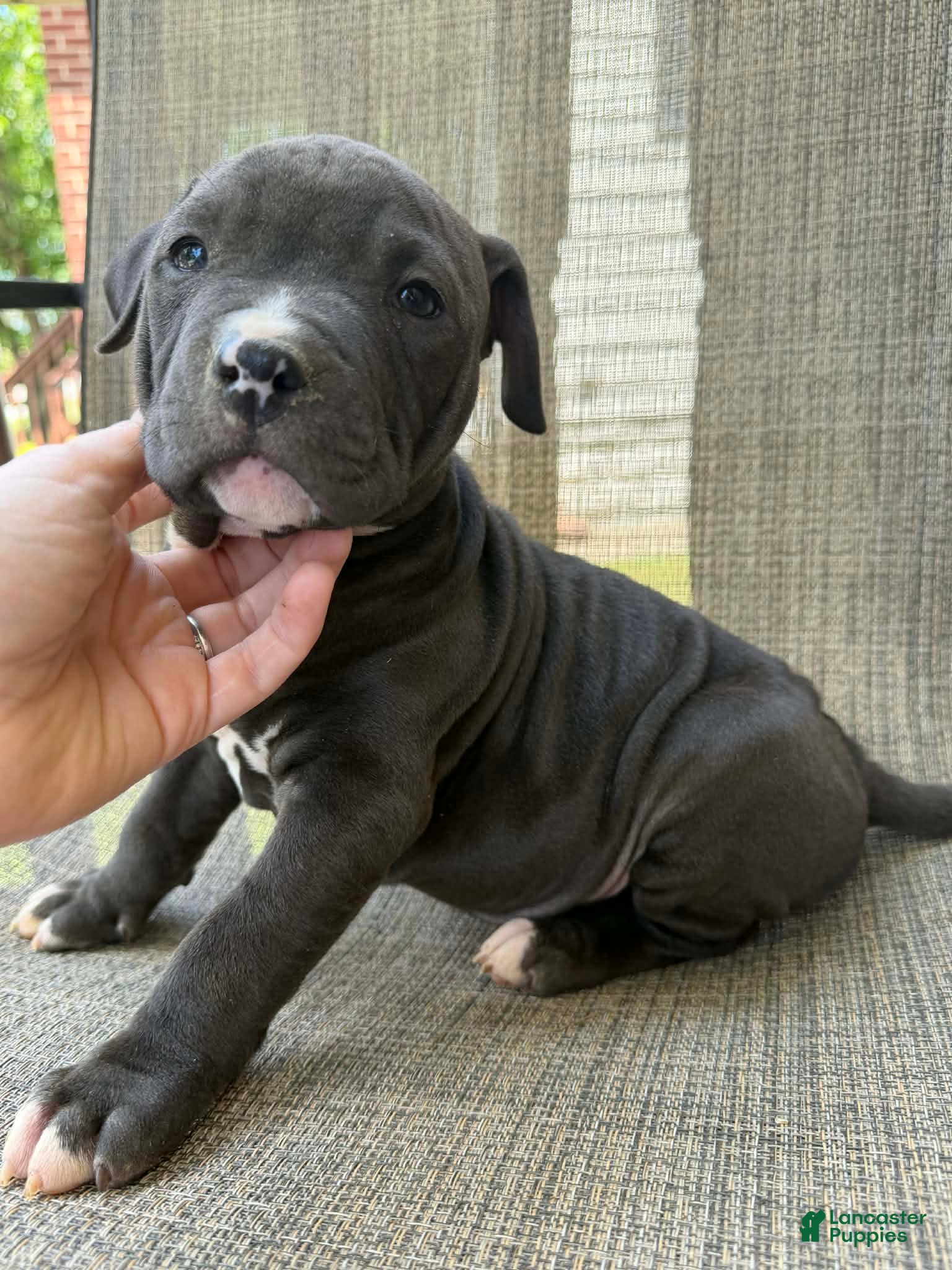 American Bully dogs for sale: Onyx - Ad 14
