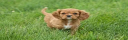 Cavalier King Charles Spaniel dogs for sale: Mocha 🐶✨ - Ad 19
