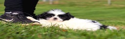 Shih Tzu dogs for sale: Howie - Ad 5