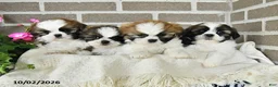 Shih Tzu dogs for sale: Chester - Ad 5