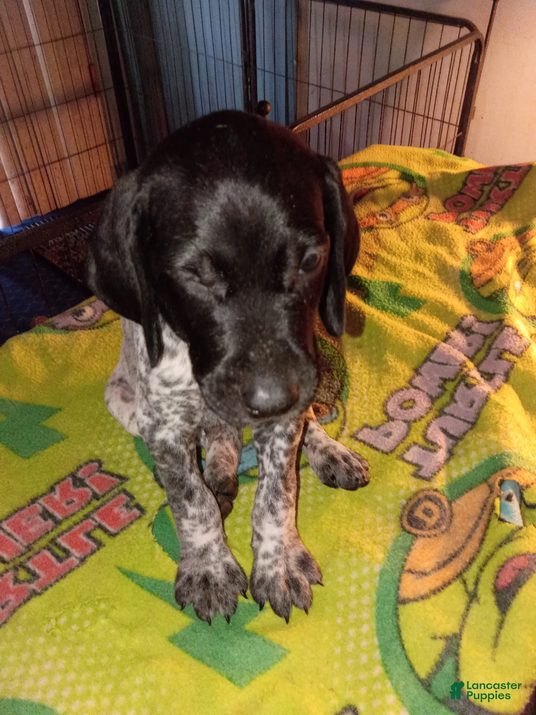 German Shorthaired Pointer dogs for sale: German Shorthaired Pointer 5 - Ad 2