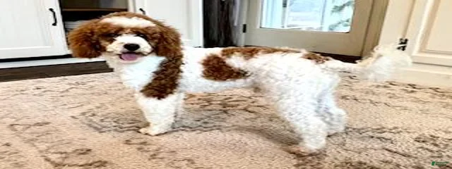Rudy