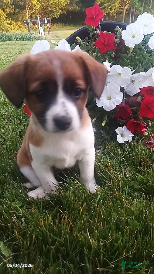 Mixed Breed dogs for sale: Sheila - Ad 5