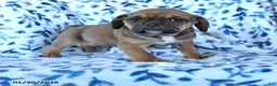 Puggle dogs for sale: Snickers  - Ad 1