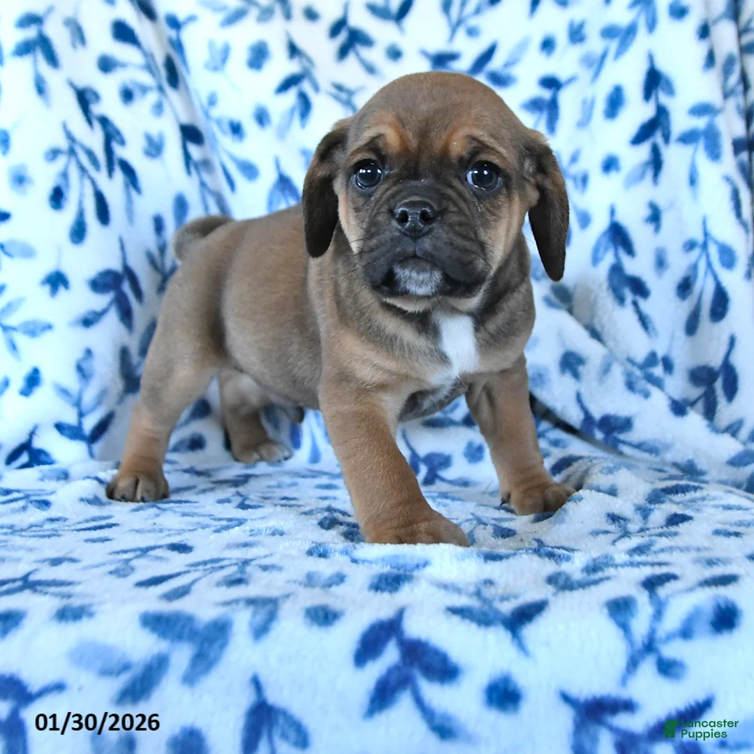 Puggle dogs for sale: Snickers  - Ad 1