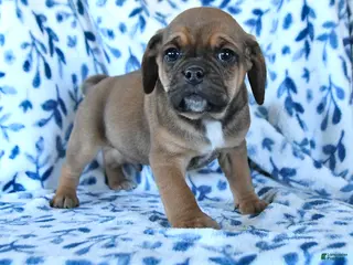 Puggle dogs Snickers - Ad 4