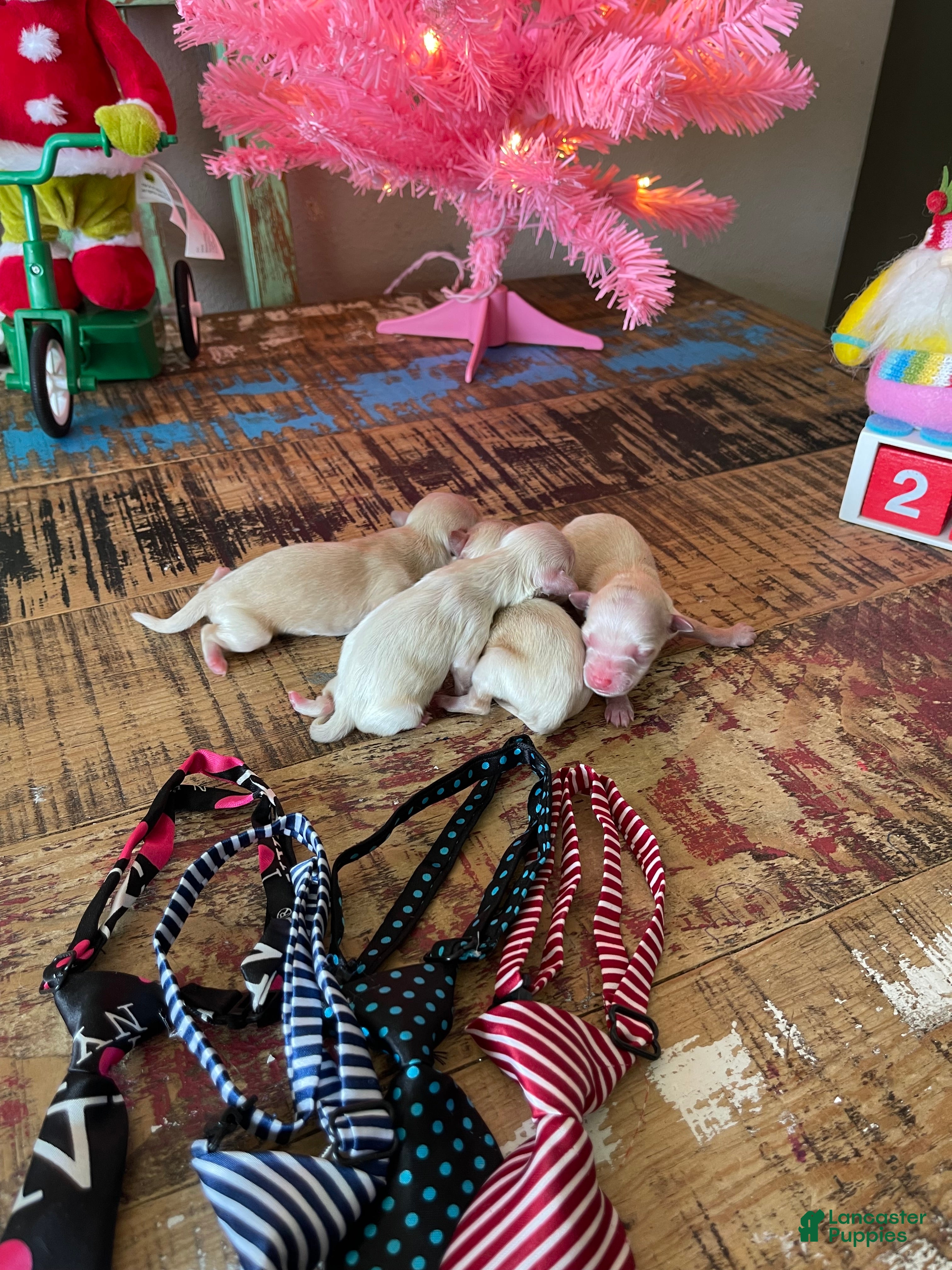 Maltipoo dogs Maltipoo Puppy 1 - Ad 20