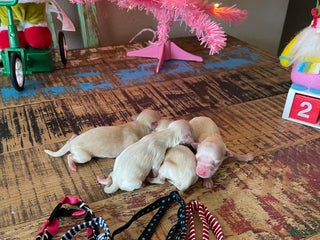 Maltipoo dogs Maltipoo Puppy 1 - Ad 9