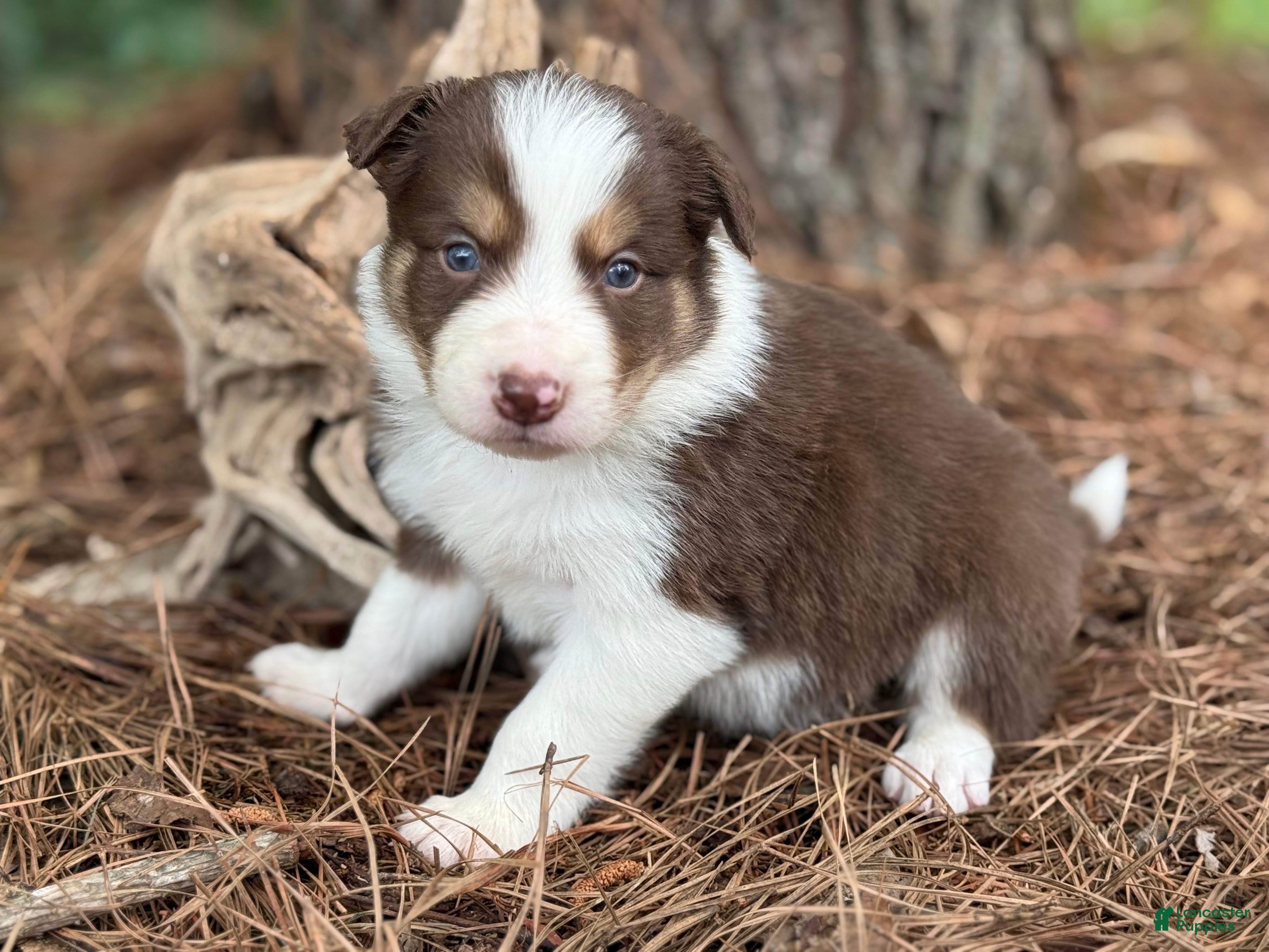 Border Collie dogs Red tri male - Ad 12