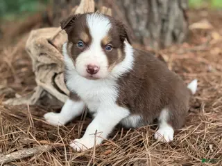 Border Collie dogs Red tri male - Ad 12