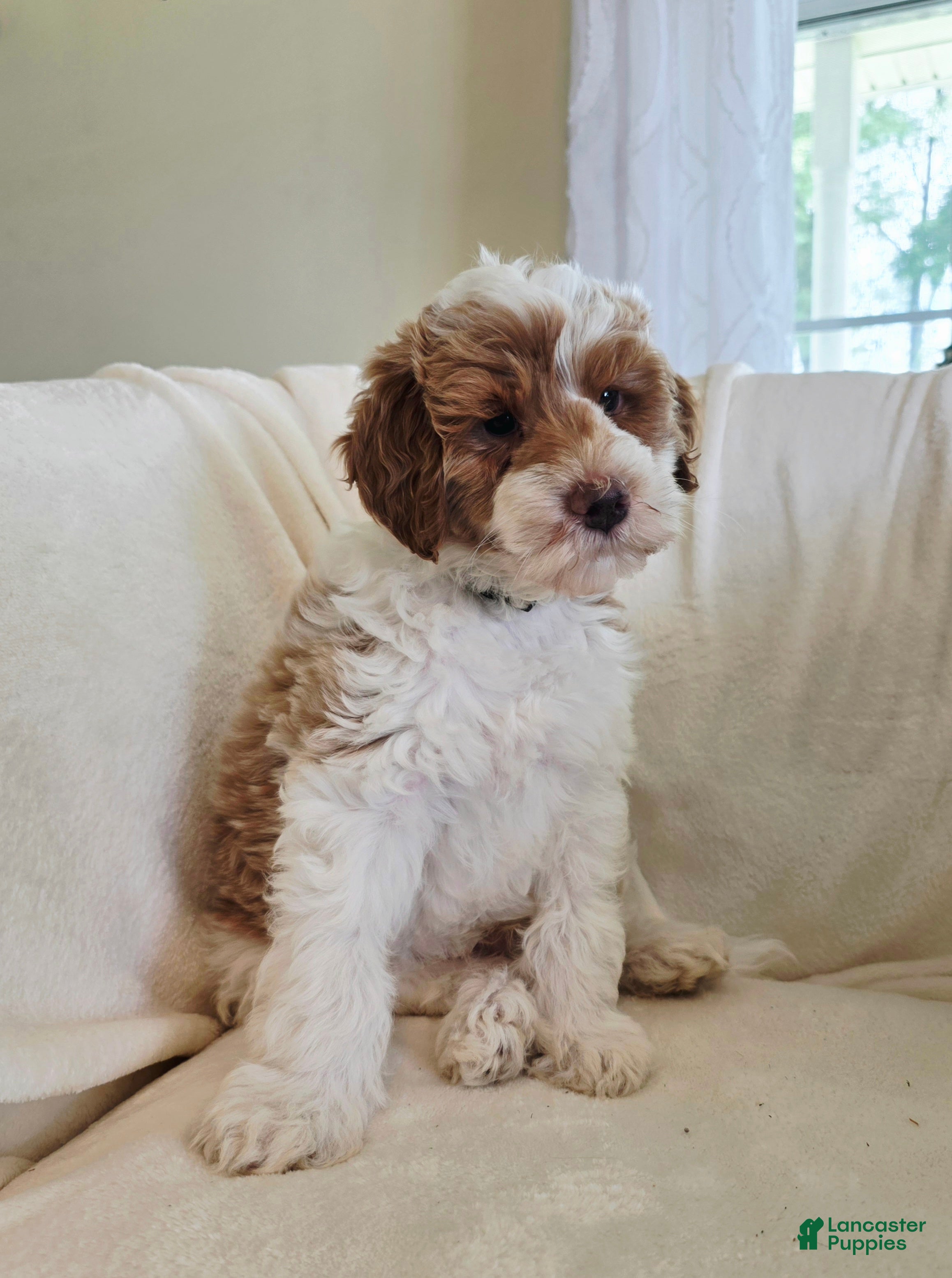 Irish Doodle dogs Baby Bamboo raised in our home - Ad 2