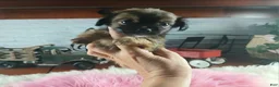 Chihuahua dogs for sale: Micro teacup chihuahua long hair. Hand Delivery  - Ad 3