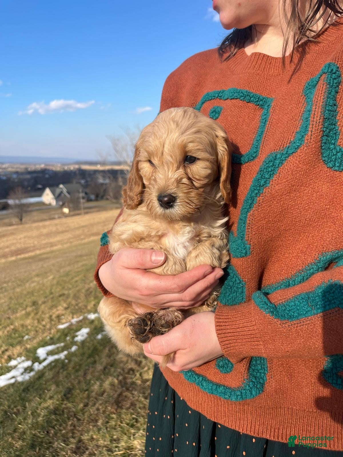 Cavapoo dogs Everest - Ad 2