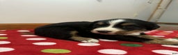 Bernese Mountain Dog dogs for sale: Hazel - Ad 5