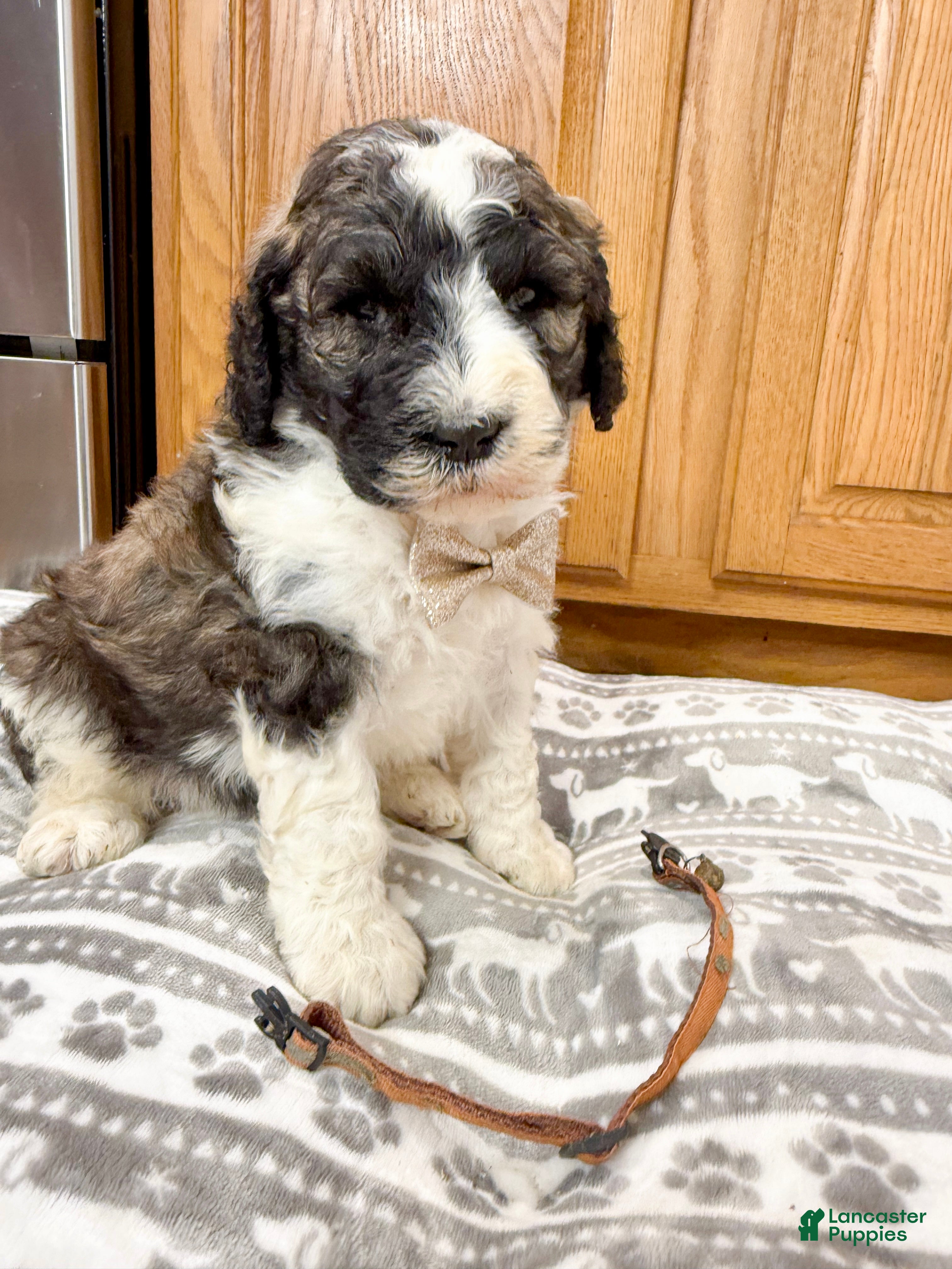 Saint Berdoodles dogs Grady - Ad 1