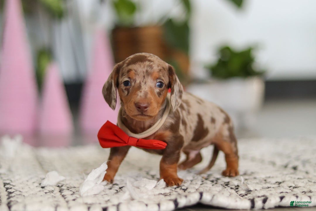 Dachshund dogs for sale: Jackson  - Ad 7