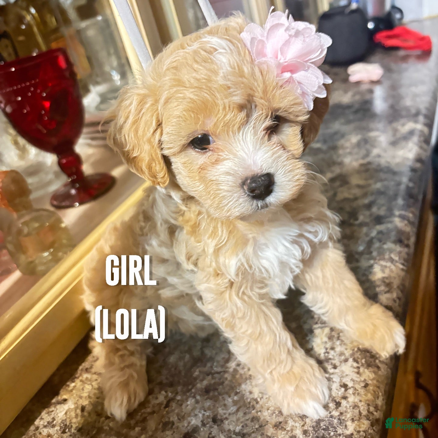 Shihpoo dogs Lola - Ad 39